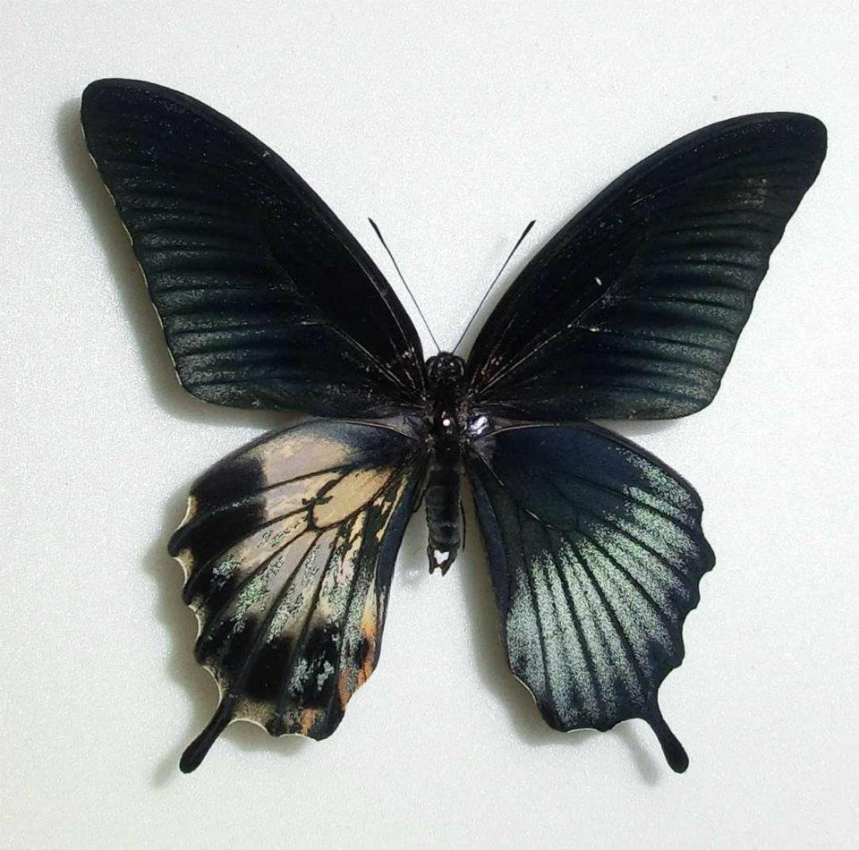 Papilio Gynandromorph 06 (Internet Image property of respective owner, non-commercial use only)